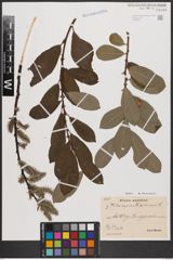 Foto von Salix caprea L. x Salix cinerea L.